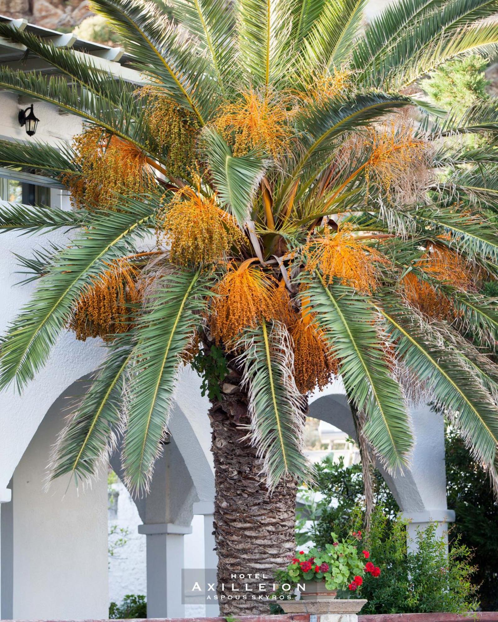 Achilleion Hotel Скирос Экстерьер фото